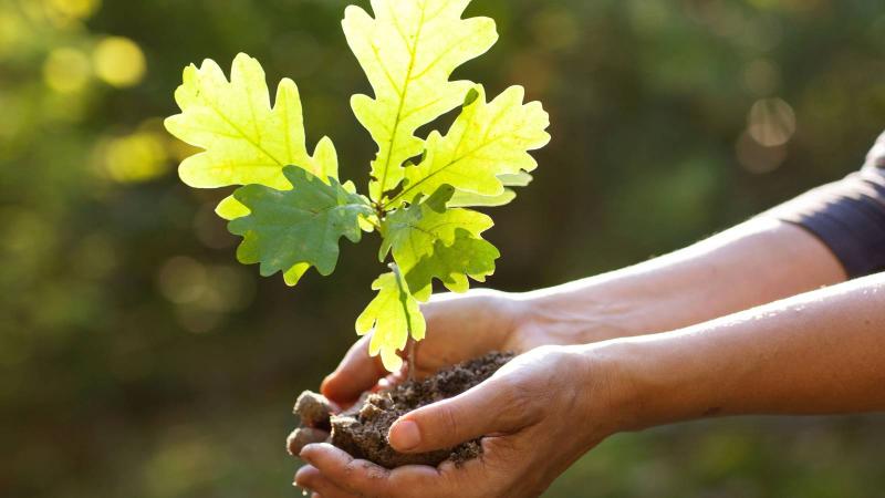 The gift of trees