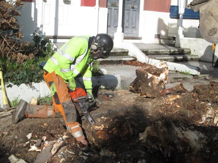 Cutting the main roots (1)