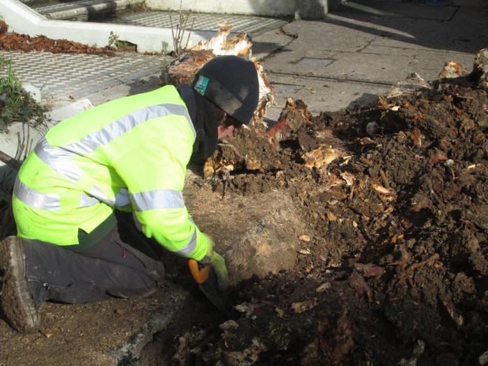 Cutting the main roots (2)