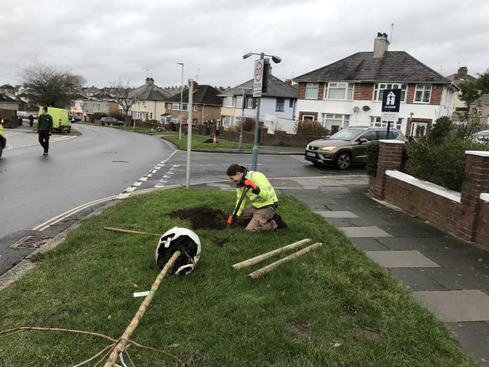 17 new trees were planted December 2019