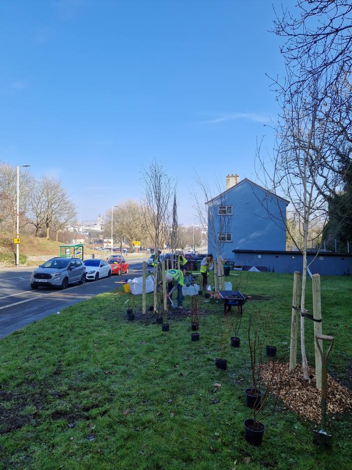 Positions for the dogwood