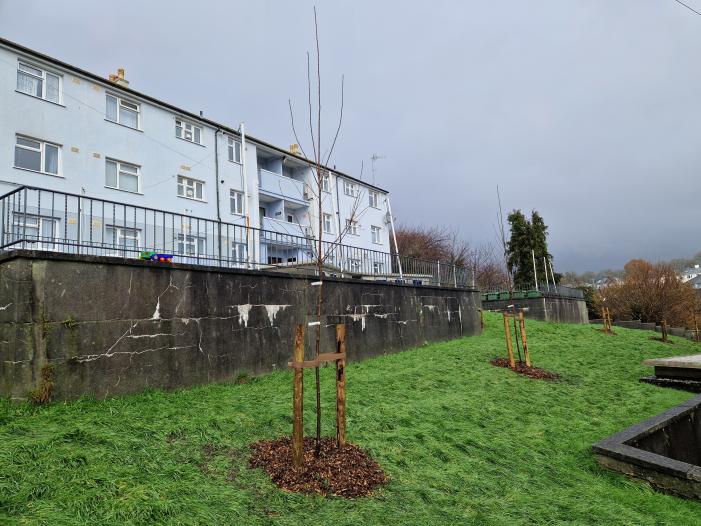 New cherry trees