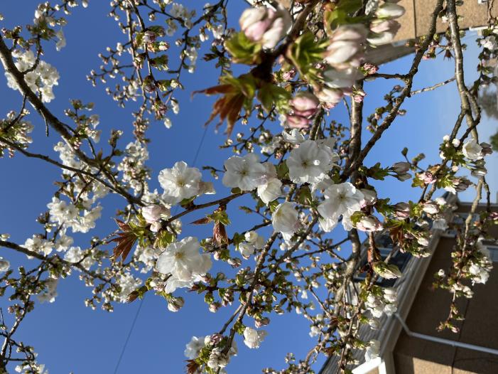 Cherry blossom