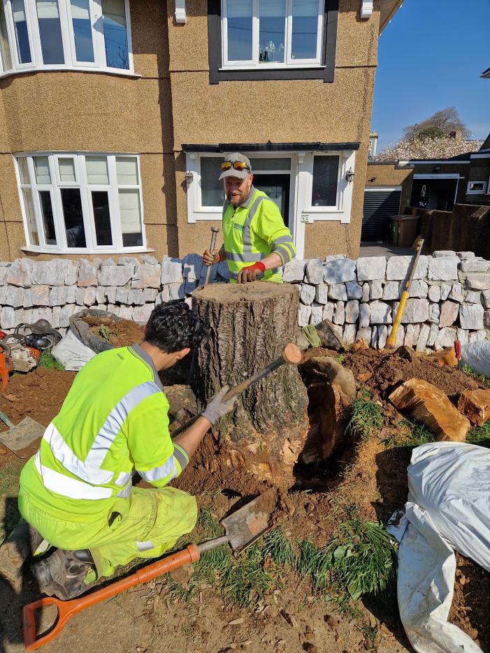 Glendale removing the large stump