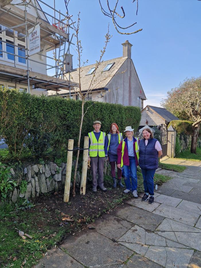 New tree, outside number 47